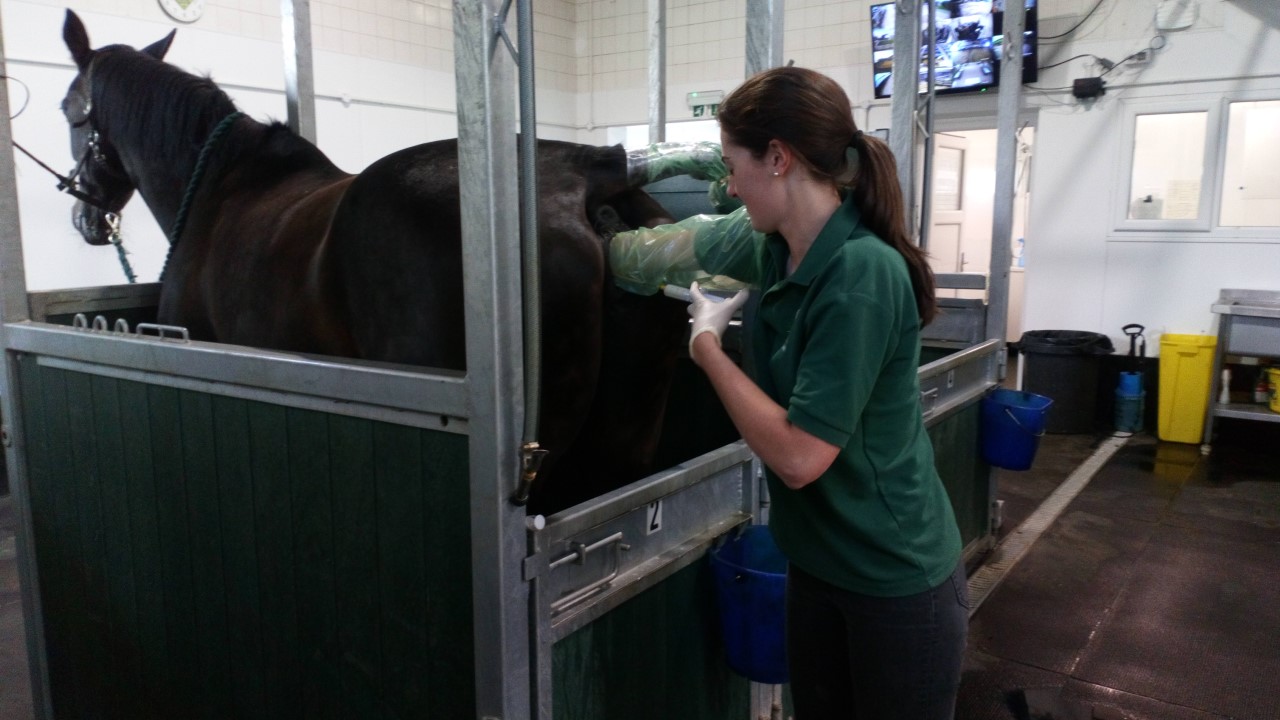 Veterinary Equine Reproductive Ultrasound Course | Twemlows